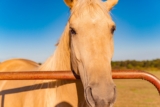 Caballo Palomino: Origen, Hechos y Cuidados