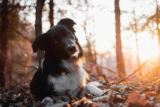 ¿Por qué los perros inclinan la cabeza?