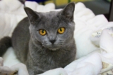 Gato Chartreux: información, características y hechos de la raza
