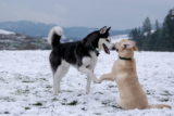 ¿Por qué se atascan los perros cuando se aparean?