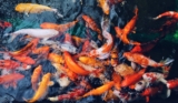 Edema en peces: causas, síntomas y tratamiento