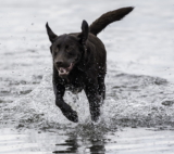 Glucosamina para perros: Guía de usos y efectos secundarios