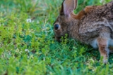 Cómo evitar la masticación destructiva en conejos: consejos y recomendaciones