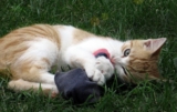 5 simples juegos para gatos por los que tu gatito se volverá loco