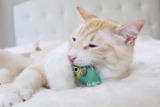 Los mejores juguetes masticables para gatos del 2026 (análisis)
