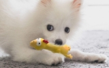 ¿Por qué a los perros les gustan los juguetes con sonido?