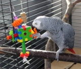 Los mejores juguetes para pájaros de 2020