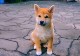 10 razas tranquilas de perros pequeños