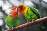 8 señales de que NO debes tener un pájaro de mascota