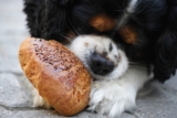 Cómo alimentar adecuadamente a tu perro