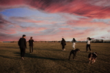 Paseo grupal con perros: 6 consejos para prepararlo para una caminata en grupo