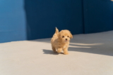 ¿Cuándo dejan de crecer los perros? Todo lo que necesitas saber