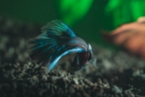 Mejores filtros para acuarios de peces Betta del 2026 (análisis)