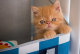 Gato exótico de pelo corto: información, características y detalles de la raza