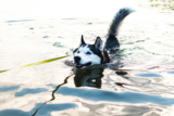 Husky siberiano: Información de la raza, características y datos Historia, cuidados y consejos útiles para los dueños de mascotas.