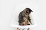 4 maneras de mantener a tu gato activo durante el invierno