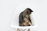 ¿Los gatos tienen ombligo?