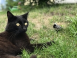 ¿Por qué los gatos traen animales muertos a casa? 5 motivos
