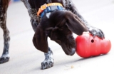 Kong para perros y 8 alimentos para rellenarlo