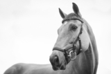 ¿Tu caballo sacude la cabeza? Descubre 5 posibles motivos y soluciones