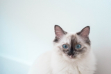 10 razas de gatos con mayor esperanza de vida