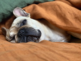 Sonambulismo en perros: causas, síntomas y diferencias con las convulsiones y los sueños