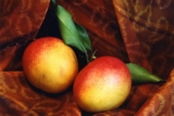 ¿Pueden los perros comer mango? (Guía de Nutrición)