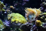 Roca Viva: la guía definitiva para el acuario de roca viva y seca