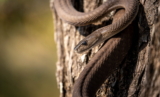 Cómo determinar el sexo de una serpiente: consejos y trucos ¡Descúbrelo ya!