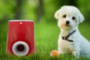 Mejores lanzadores de pelotas para perros del 2026 (análisis)