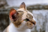 ¿Puedes afeitar a un gato? Todo lo que necesitas saber