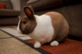 ¿Cuánto cuesta cuidar de un conejo mascota?