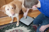 Los mejores limpia patas para perros del 2026 (análisis)