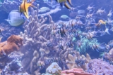 Cómo limpiar una pecera o acuario correctamente: 5 consejos