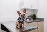 10 importantes preguntas para hacerle al veterinario