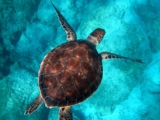 ¿Por qué las tortugas viven tanto tiempo?