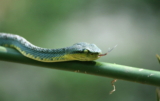 Perfil de las serpientes verdes (ásperas y suaves): ¡Guía completa para cuidar de ellas como mascotas!