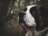 10 Razas de Perros Musculosos: Compañeros de ocio y guardianes efectivos