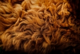 10 simples trucos para recoger el pelo del perro