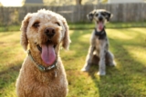 ¿Cómo sudan los perros? Datos que no sabías