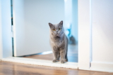 Mudarse con gatos: ayuda a tu gato a adaptarse a un nuevo hogar