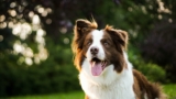 Border Collie: información, características y datos sobre la raza