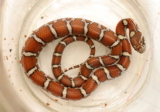 Descubriendo el Encanto de la Serpiente de Leche: Todo lo que Necesitas Saber
