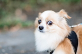 ¿Por qué mi perro le tiene miedo a otros perros?  ¿Qué tengo que hacer?