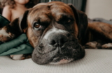 Las 11 razas de perros más caras del mundo: ¿estás dispuesto a pagar el precio?