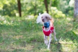 8 razas de perro sin pelo