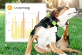 Los mejores monitores de actividad para perros del 2024 (análisis)