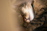 ¿Por qué los gatos se acuestan en tu pecho?