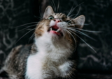 Sonidos principales del gato y sus significados