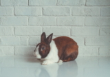5 tipos de tumores en conejos